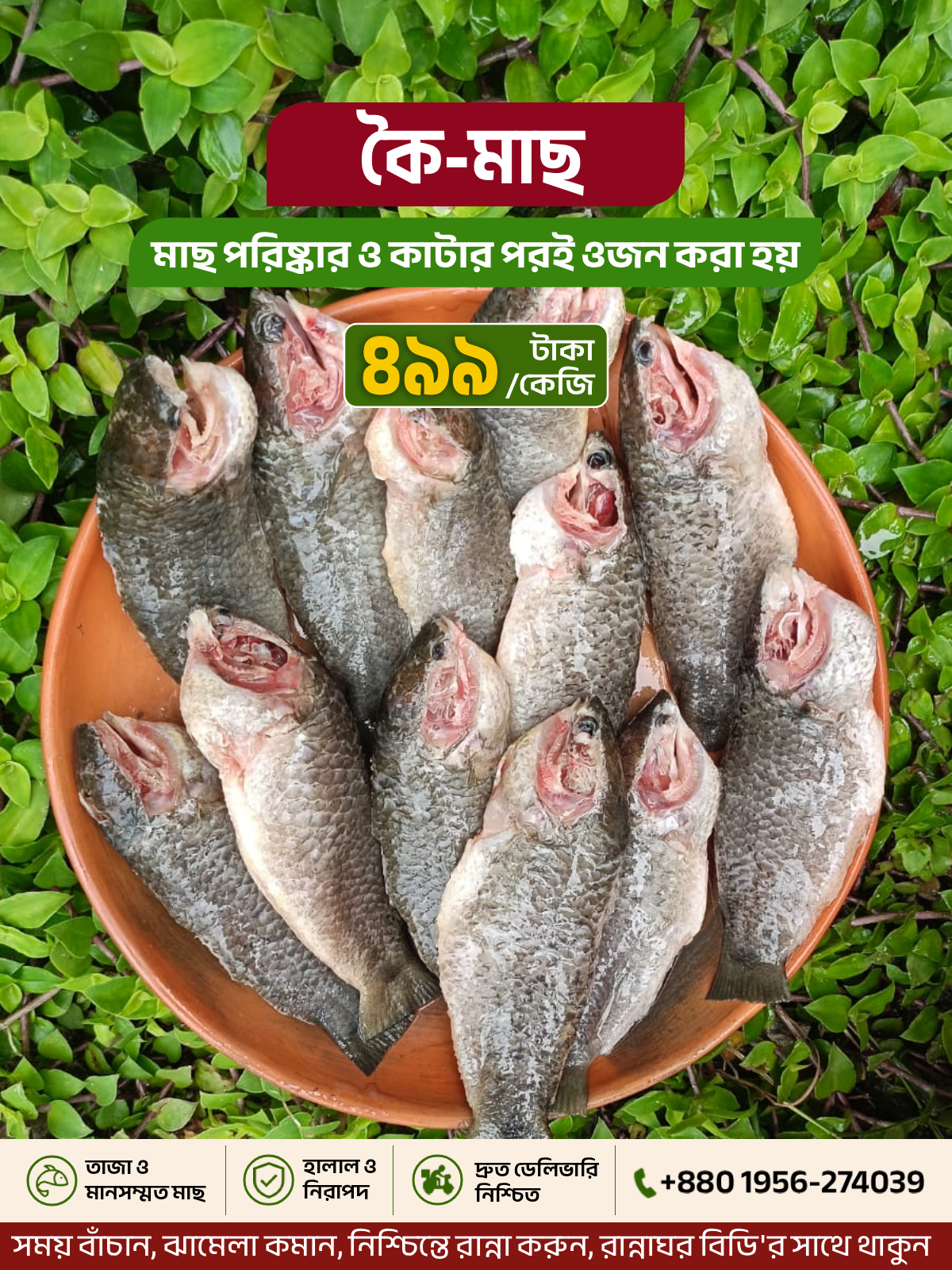 কৈ মাছ -Ready to Cook