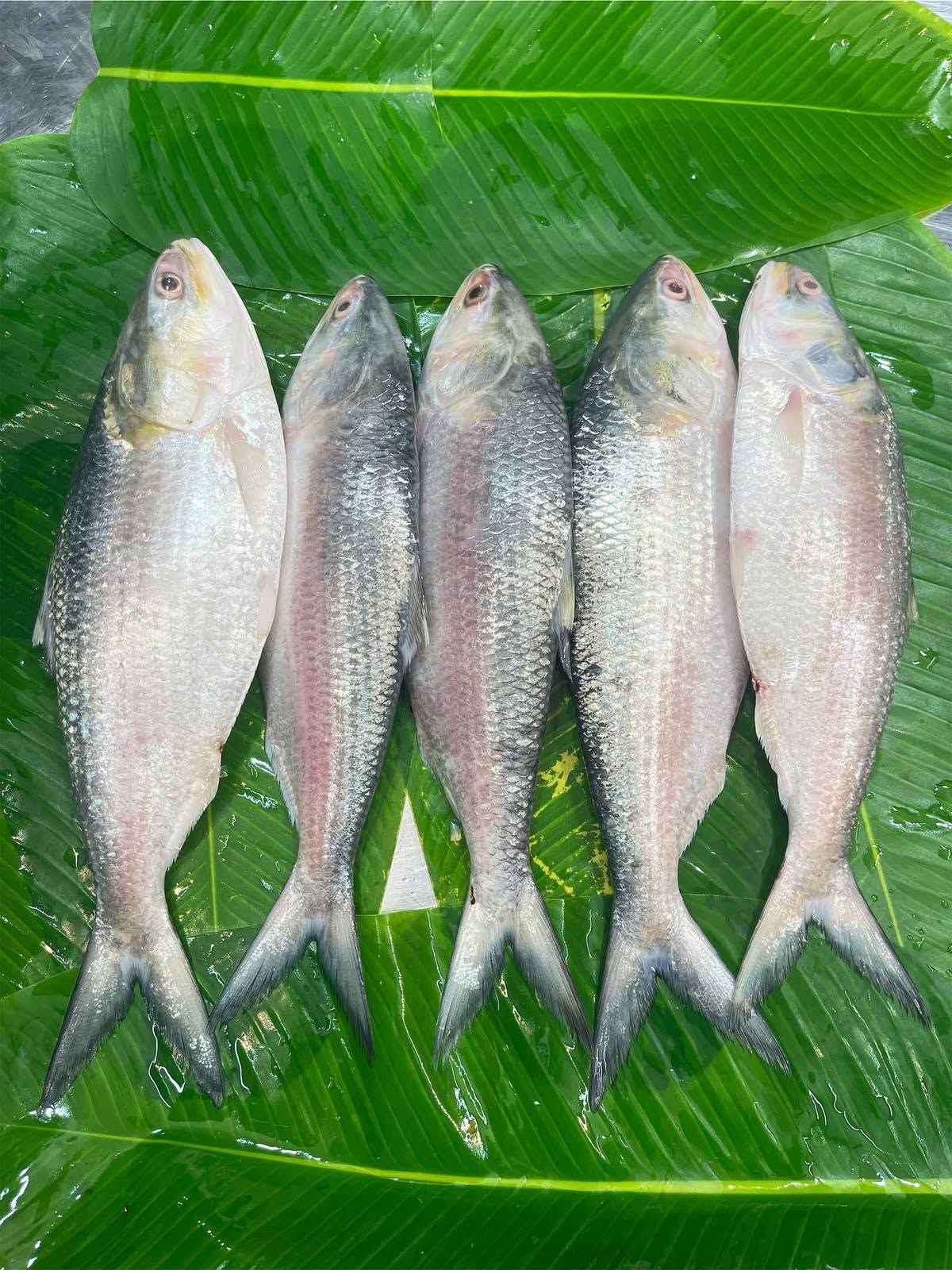 Ready to Cook রুপালি ইলিশ