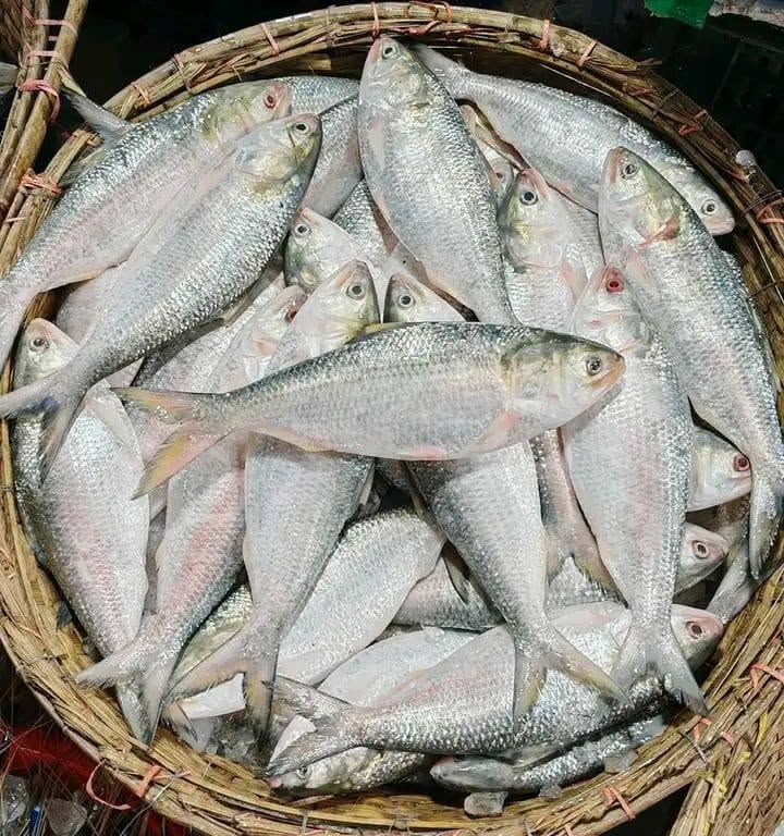 নদীর টাটকা রুপালি ইলিশ এখন Ready to Cook!