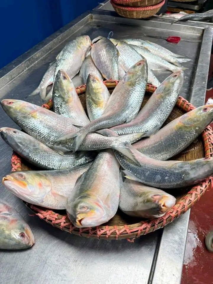 নদীর টাটকা রুপালি ইলিশ এখন Ready to Cook!
